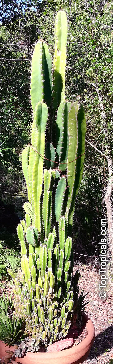 Acanthocereus tetragonus, Acanthocereus pentagonus, Night-blooming Cereus, Barbed-wire Cactus, Sword-pear