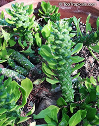 Euphorbia lugardiae, Monadenium lugardiae, Monadenium

Click to see full-size image