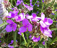 Tradescantia virginiana, Tradescantia x andersoniana, Virginia Spiderwort, Lady's Tears

Click to see full-size image