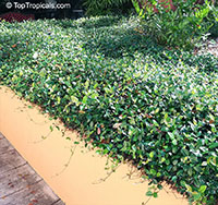 Trachelospermum asiaticum, Asian Jasmine, Yellow star jasmine

Click to see full-size image