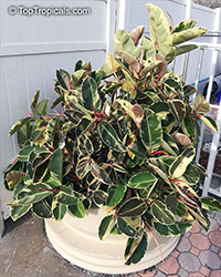 Ficus elastica, Rubber Tree

Click to see full-size image