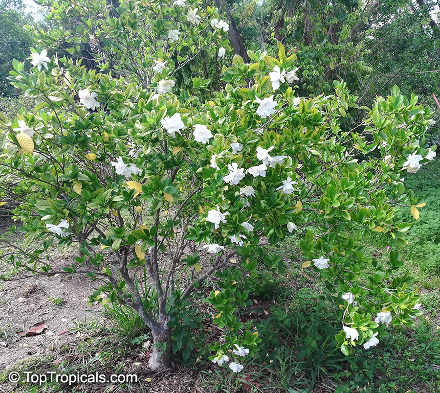 Gardenia jasminoides, Gardenia augusta, Bush Gardenia, Cape Jasmine, Bunga Cina