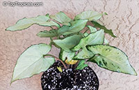 Syngonium podophyllum, Arrowhead vine, Nephthytis, African evergreen