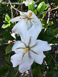 Gardenia x duruma, White Gem, Buttons Gardenia

Click to see full-size image