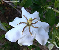 Gardenia x duruma, White Gem, Buttons Gardenia

Click to see full-size image