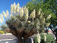 Yucca sp., Yucca, Adams Needle

Click to see full-size image