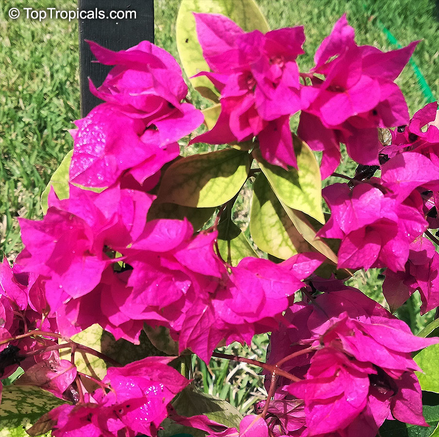 Bougainvillea sp., Bougainvillea. Bougainvillea 'Double Red'