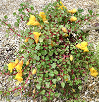 Impatiens repens, Balsam, Busy Lizzie

Click to see full-size image