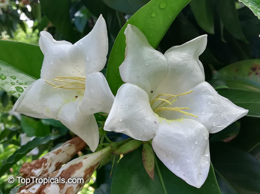 Portlandia sp., Bell Flower