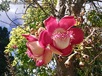 Couroupita guianensis, Cannonball Tree

Click to see full-size image