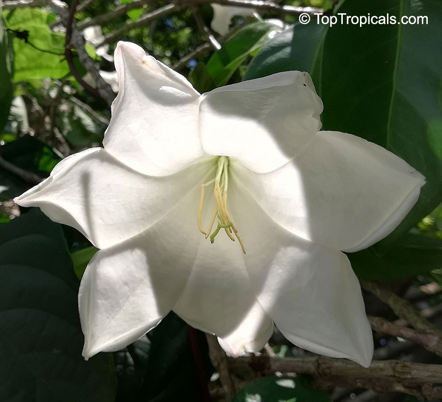 Portlandia sp., Bell Flower