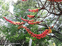 Moullava spicata, Wagatea spicata, Candy Corn Plant

Click to see full-size image