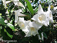 Portlandia platantha, Portlandia latifolia, Dwarf Bell Flower, White horse flower, Tree Lily

Click to see full-size image