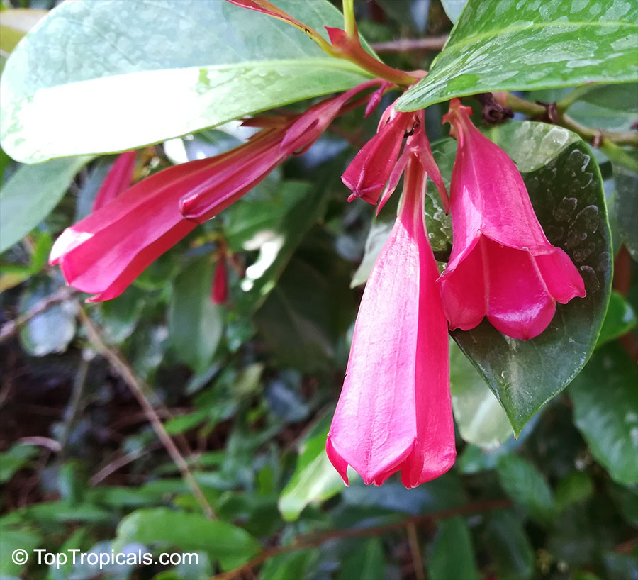 Portlandia coccinea, Pink Bell Flower, Tree Lily