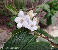 Samyda dodecandra, Cafecito, Guayabilla

Click to see full-size image