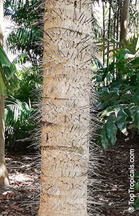 Aiphanes minima, Bactris minima, Macaw Palm

Click to see full-size image