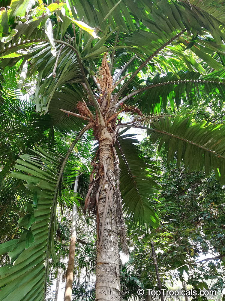 Aiphanes minima, Bactris minima, Macaw Palm