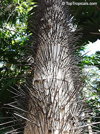 Cryosophila stauracantha, Cryosophila argentea, Cryosophila bifurcata, Rootspine Palm

Click to see full-size image