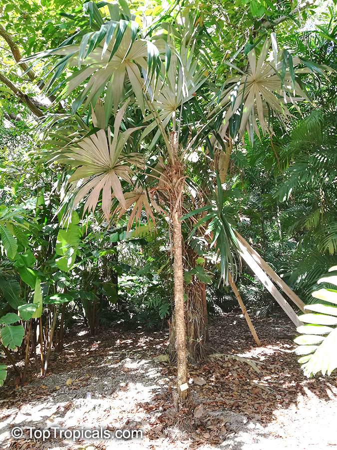 Cryosophila stauracantha, Cryosophila argentea, Cryosophila bifurcata, Rootspine Palm