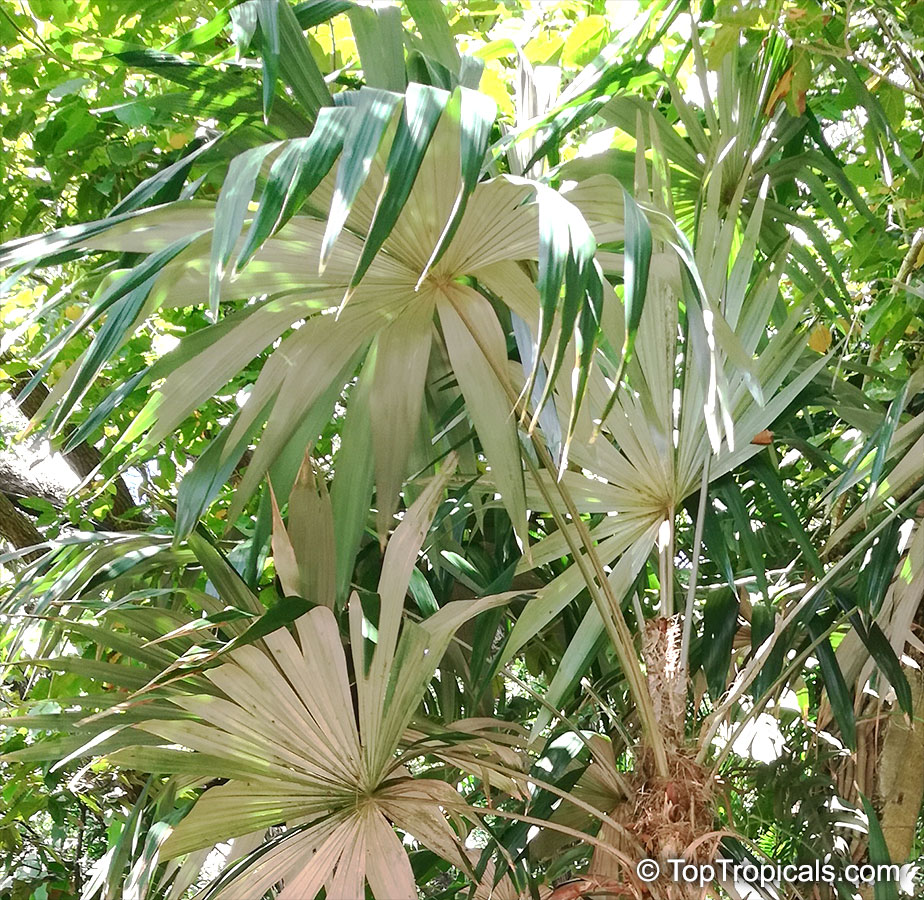 Cryosophila stauracantha, Cryosophila argentea, Cryosophila bifurcata, Rootspine Palm
