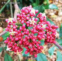 Leea coccinea, Red Leea, West Indian Holly, Hawaiian Holly

Click to see full-size image