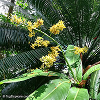 Ouratea theophrasta, Ouratea gigantophylla, Ouratea

Click to see full-size image
