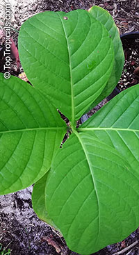 Posoqueria maxima, Giant Needleflower

Click to see full-size image