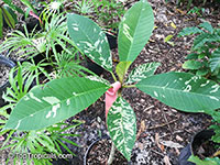 Plumeria sp., Plumeria

Click to see full-size image