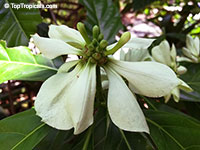 Morinda latibractea, Kesengelengel

Click to see full-size image