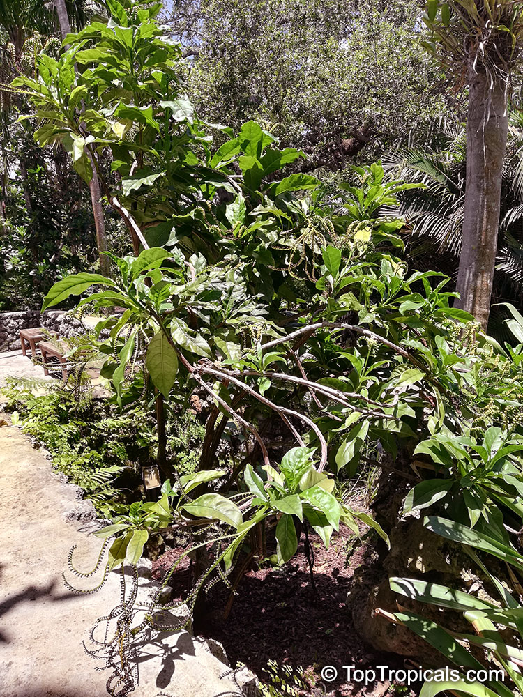 Tournefortia staminea, Tree Heliotrop