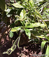 Tournefortia staminea, Tree Heliotrop

Click to see full-size image