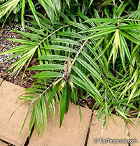 Freycinetia sp., Flowering Pandanus

Click to see full-size image