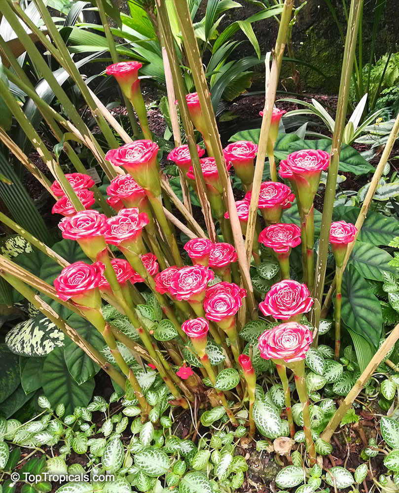 Etlingera corneri, Rose of Siam