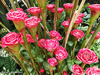 Etlingera corneri, Rose of Siam

Click to see full-size image