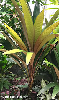 Sommieria leucophylla, Sommieria

Click to see full-size image
