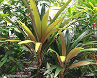 Sommieria leucophylla, Sommieria

Click to see full-size image