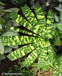 Licuala mattanensis Mapu, Paradise Palm 

Click to see full-size image