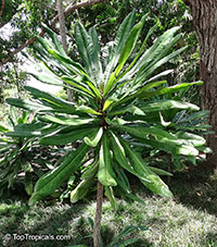 Clavija domingensis, Lengua de Buey, Langue de boeuf, Haiti Clavija

Click to see full-size image