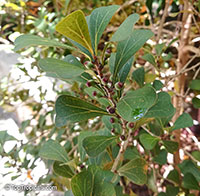Ficus deltoidea, Ficus diversifolia, Mistletoe Fig