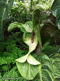 Anthurium veitchii, King Anthurium

Click to see full-size image