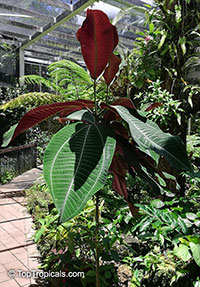 Miconia calvescens, Miconia, Velvet Tree

Click to see full-size image