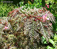 Begonia bipinnatifida , Fern Leaf Begonia

Click to see full-size image