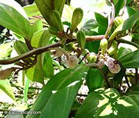 Aristolochia philippinensis, Barubo

Click to see full-size image