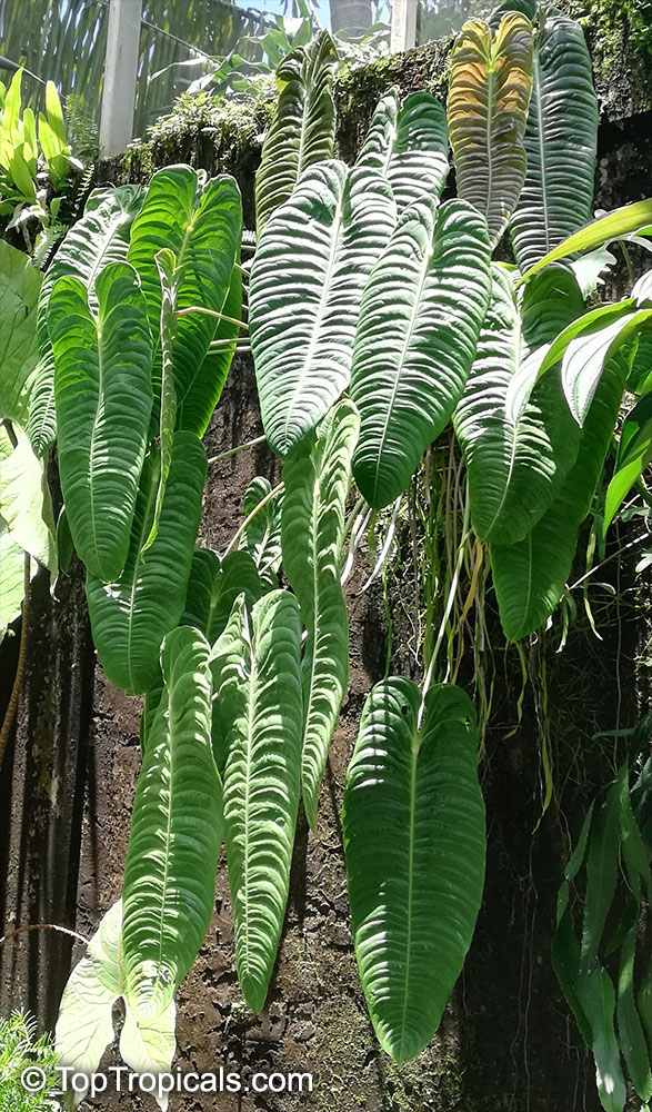 2022新入荷 アンスリウム ベイチー Anthurium veitchii 植物/観葉植物 