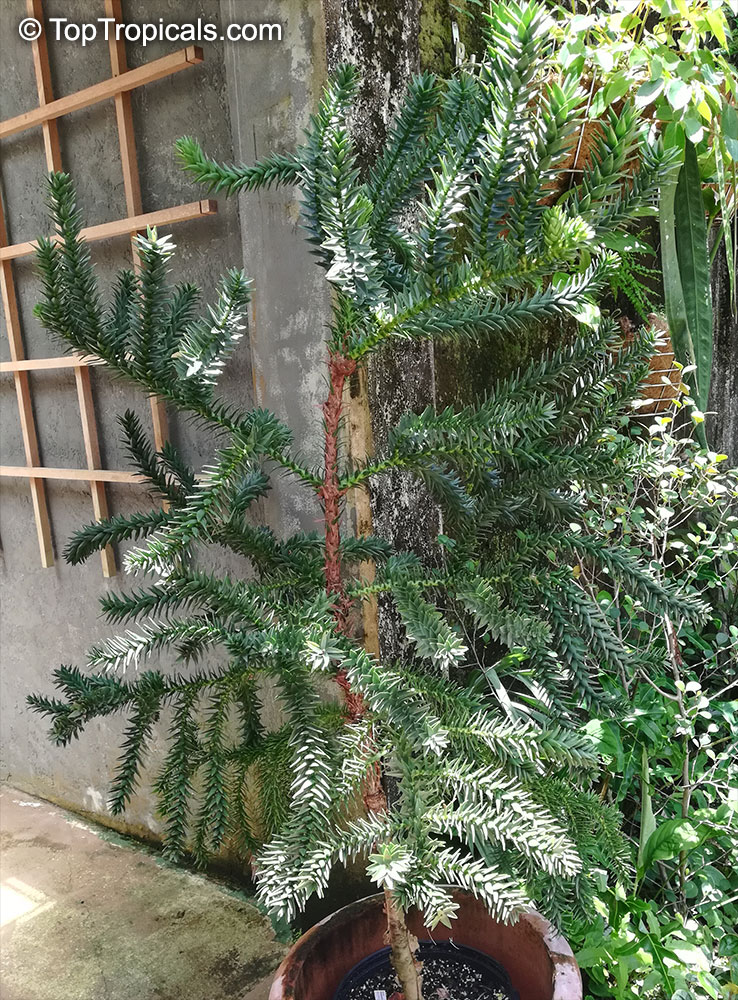 Araucaria sp., Monkey Puzzle, Bunia Pine, Parana Nut