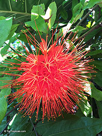 Brownea sp., Scarlet Flame Bean

Click to see full-size image