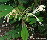 Bauhinia tarapotensis, Patevaca

Click to see full-size image