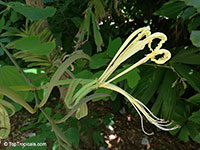 Bauhinia tarapotensis, Patevaca

Click to see full-size image
