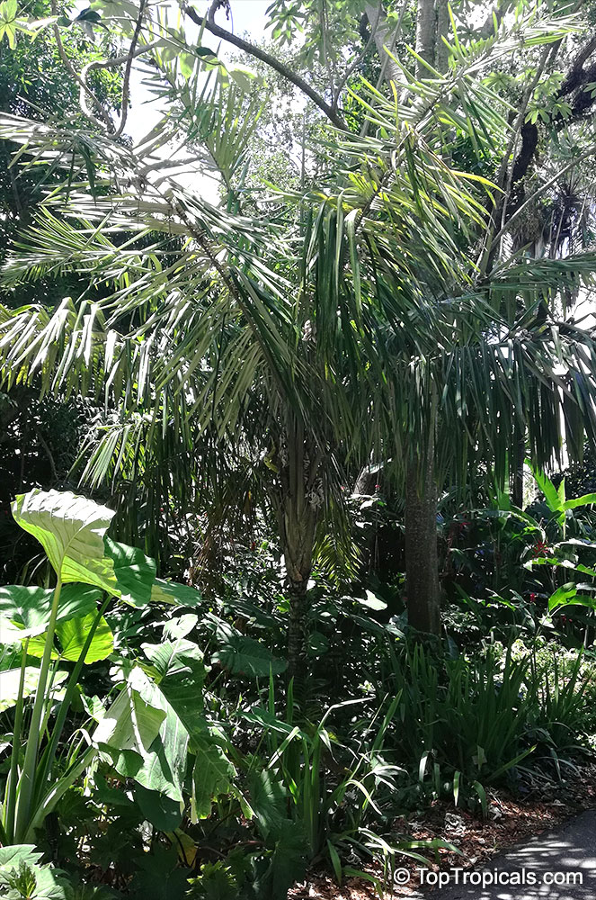 Allagoptera caudescens, Buri Palm