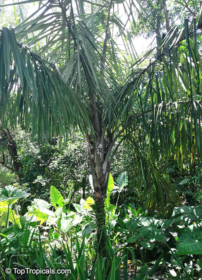 Allagoptera caudescens, Buri Palm